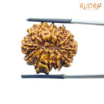 12 Mukhi Rudraksha Nepal ( 25.35 MM )