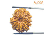 12 Mukhi Rudraksha Nepal ( 25.35 MM )