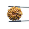 12 Mukhi Rudraksha Nepal ( 25.35 MM )
