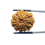 12 Mukhi Rudraksha Nepal ( 25.35 MM )