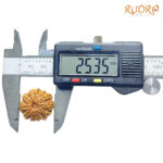 12 Mukhi Rudraksha Nepal ( 25.35 MM )