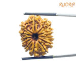 12 Mukhi Rudraksha Nepal ( 26.24 MM )
