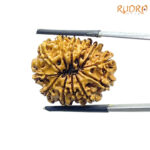 12 Mukhi Rudraksha Nepal ( 26.24 MM )