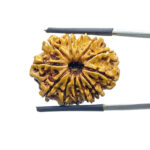 12 Mukhi Rudraksha Nepal ( 26.24 MM )