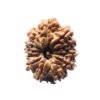 12 Mukhi Rudraksha Nepal ( 26.55 Mm )
