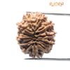 12 Mukhi Rudraksha Nepal ( 26.55 Mm )
