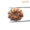 12 Mukhi Rudraksha Nepal ( 26.55 Mm )