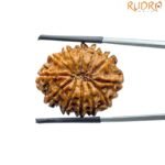 12 Mukhi Rudraksha Nepal ( 26.64 MM )