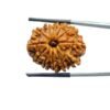 12 Mukhi Rudraksha Nepal ( 26.64 Mm ) 27 12 Mukhi Rudraksha Nepal ( 26.64 Mm )