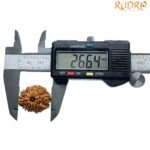 12 Mukhi Rudraksha Nepal ( 26.64 Mm )