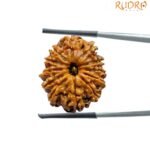 12 Mukhi Rudraksha Nepal ( 26.64 Mm )