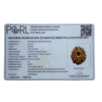 12 Mukhi Rudraksha Nepal ( 26.64 MM )