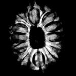 12 Mukhi Rudraksha Nepal ( 26.64 MM )