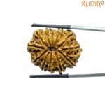 12 Mukhi Rudraksha Nepal ( 26.95 MM )