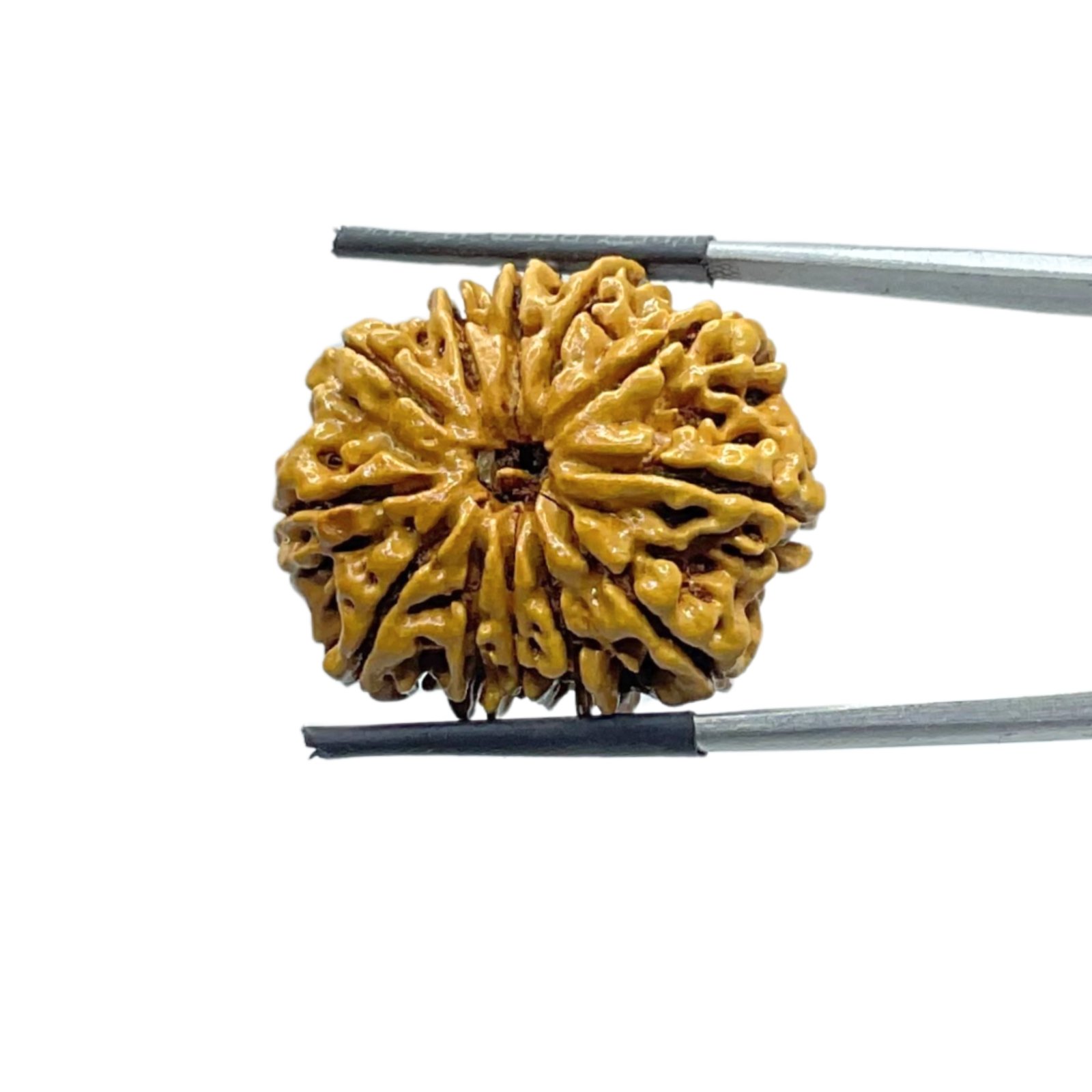 12 Mukhi Rudraksha Nepal ( 26.95 Mm ) 1 12 Mukhi Rudraksha Nepal ( 26.95 Mm )