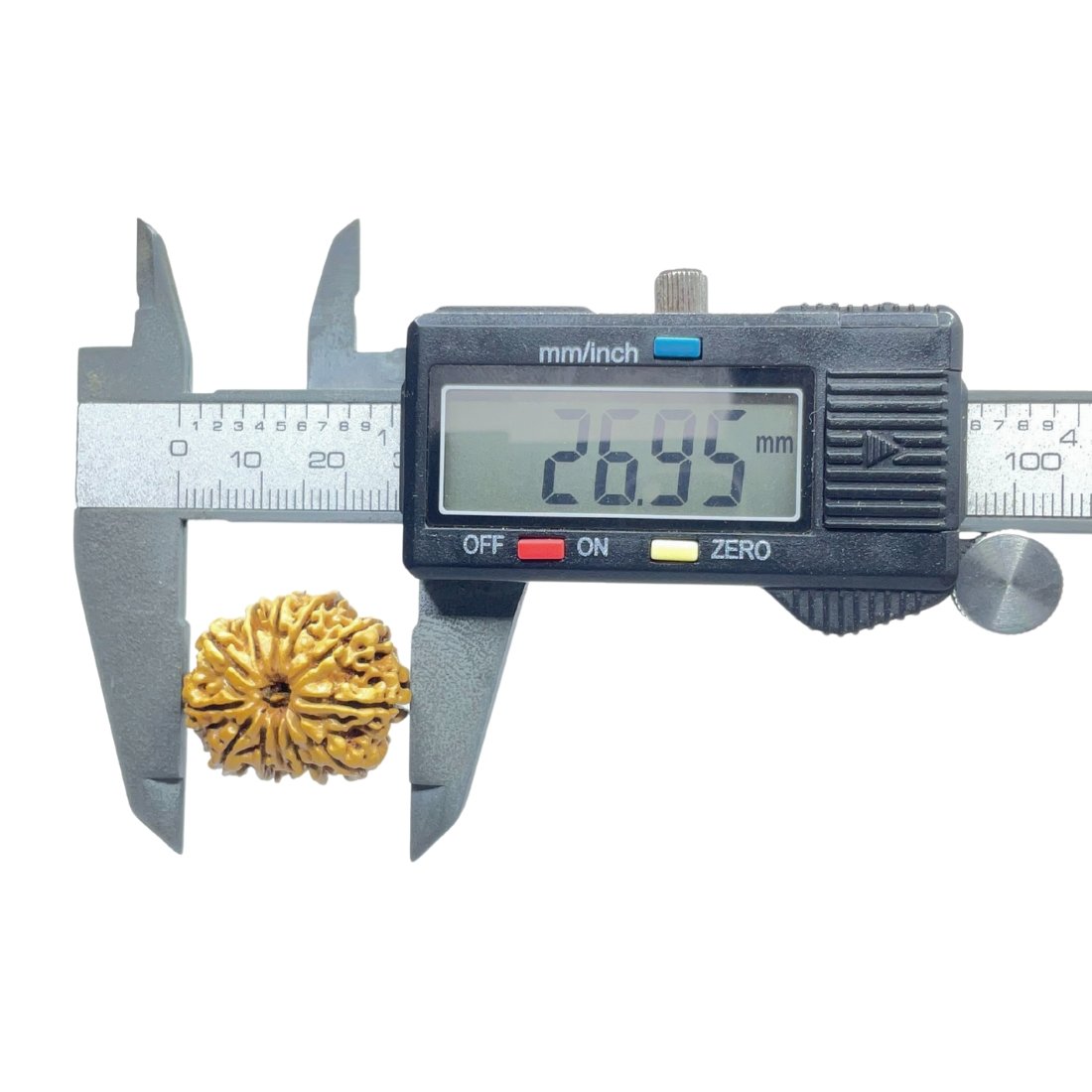 12 Mukhi Rudraksha Nepal ( 26.95 Mm ) 5 12 Mukhi Rudraksha Nepal ( 26.95 Mm )