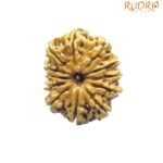 12 Mukhi Rudraksha Nepal ( 26.95 Mm ) 8 12 Mukhi Rudraksha Nepal ( 26.95 Mm )