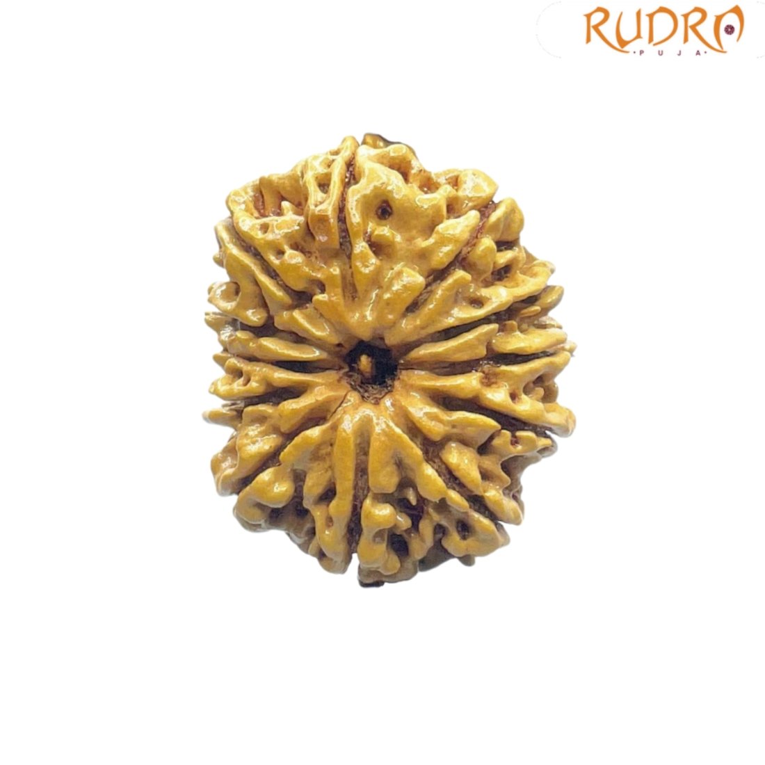12 Mukhi Rudraksha Nepal ( 26.95 Mm ) 4 12 Mukhi Rudraksha Nepal ( 26.95 Mm )