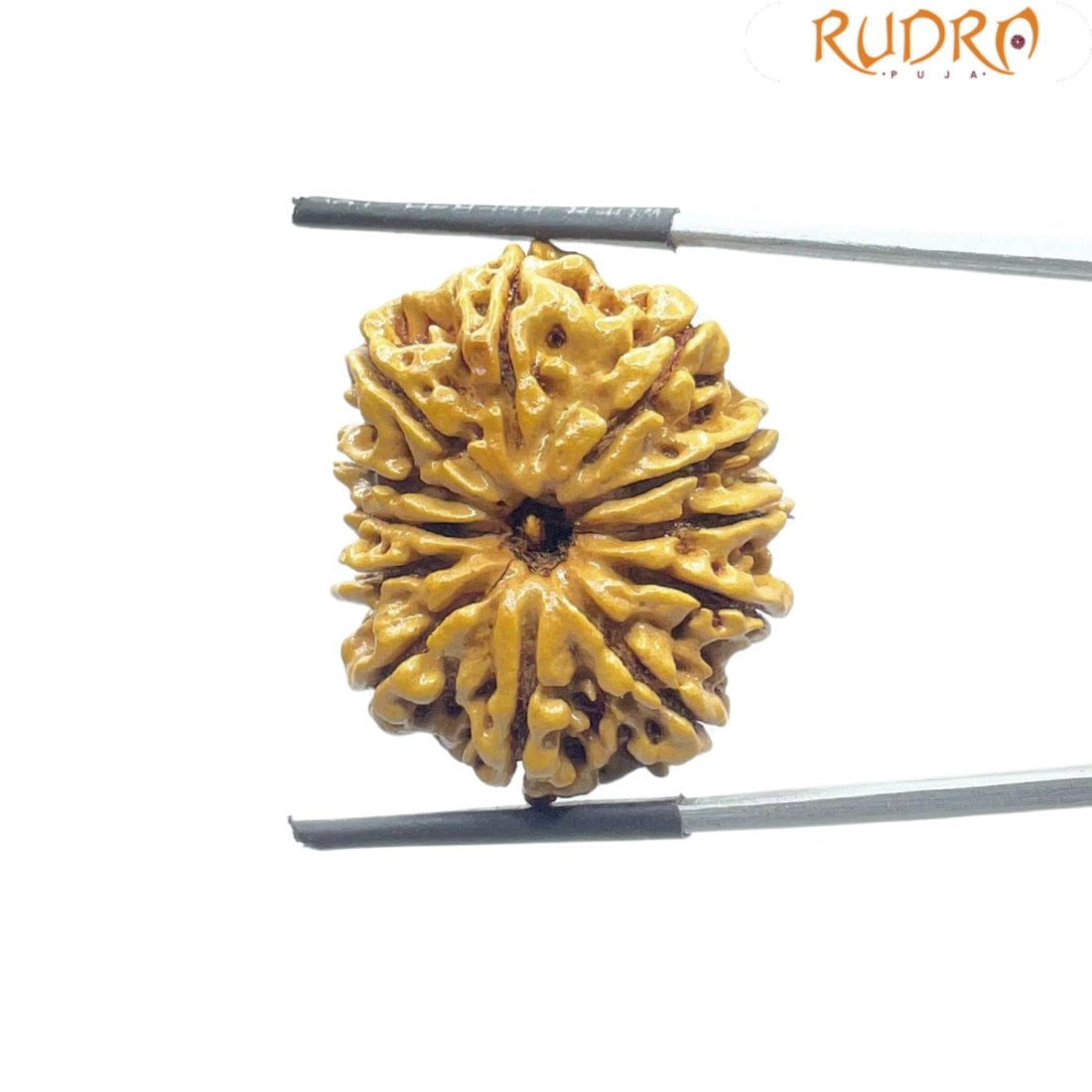 12 Mukhi Rudraksha Nepal ( 26.95 Mm ) 3 12 Mukhi Rudraksha Nepal ( 26.95 Mm )