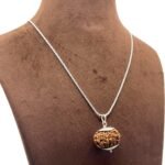 12 Mukhi Rudraksha Silver Capping With Silver Chain - (25.62 Mm)