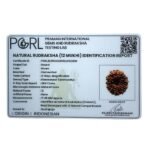 12 Mukhi Indonesian Rudraksha (17.45 Mm) 13 12 Mukhi Indonesian Rudraksha (17.45 Mm)