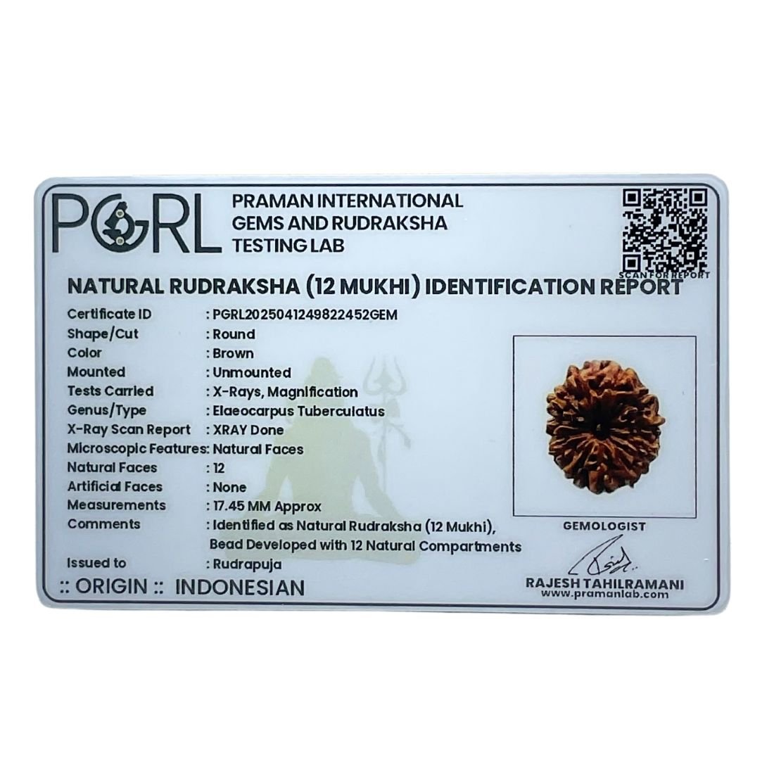 12 Mukhi Indonesian Rudraksha (17.45 Mm) 7 12 Mukhi Indonesian Rudraksha (17.45 Mm)