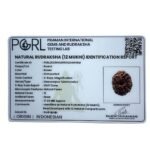12 Mukhi Indonesian Rudraksha (17.60 Mm)