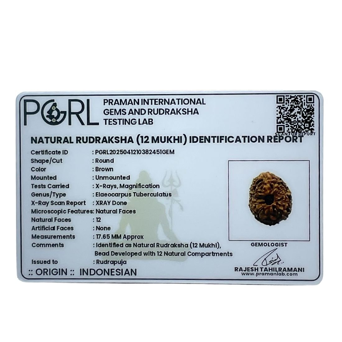 12 Mukhi Indonesian Rudraksha (17.65 Mm) 7 12 Mukhi Indonesian Rudraksha (17.65 Mm)