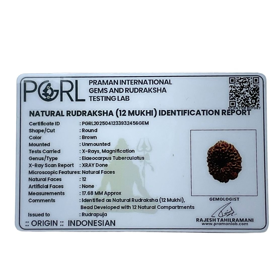 12 Mukhi Indonesian Rudraksha (17.68 Mm) 7 12 Mukhi Indonesian Rudraksha (17.68 Mm)