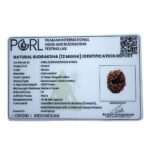12 Mukhi Indonesian Rudraksha (18.20 Mm) 11 12 Mukhi Indonesian Rudraksha (18.20 Mm)
