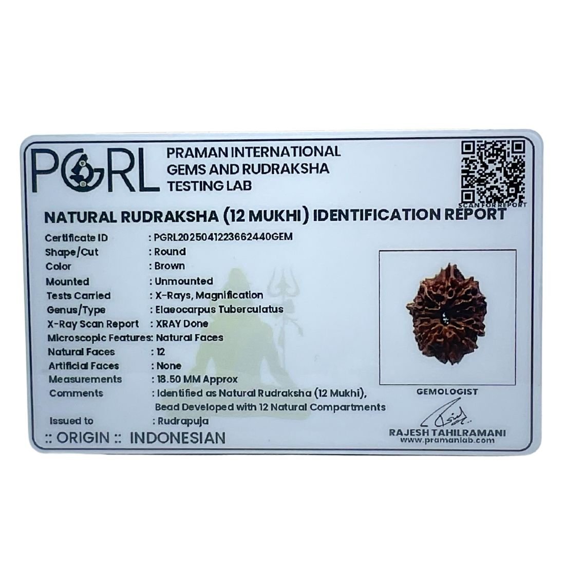 12 Mukhi Indonesian Rudraksha (18.50 Mm) 7 12 Mukhi Indonesian Rudraksha (18.50 Mm)