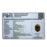 12 mukhi Indonesian Rudraksha (18.90 MM)