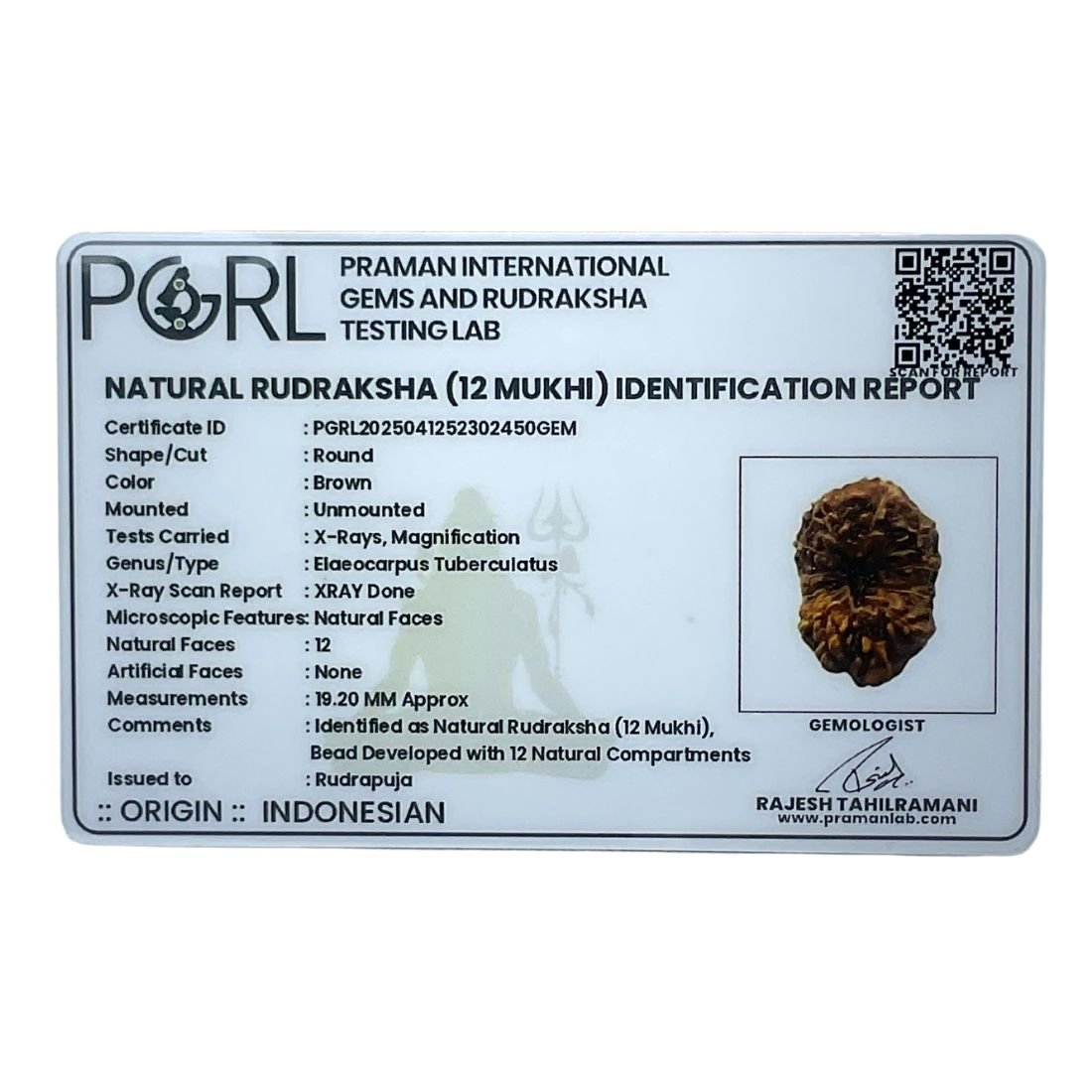 12 Mukhi Indonesian Rudraksha (19.20 Mm) 7 12 Mukhi Indonesian Rudraksha (19.20 Mm)