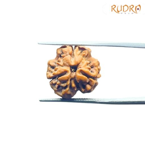 3 Mukhi Rudraksha Nepal ( 18.70 Mm )