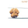 3 Mukhi Rudraksha Nepal ( 18.70 Mm ) 13 3 Mukhi Rudraksha Nepal ( 18.70 Mm )