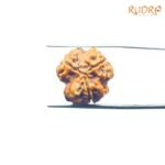 3 Mukhi Rudraksha Nepal ( 18.70 Mm )