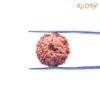 9 Mukhi Indonesian Rudraksha (18.81 Mm) 14 9 Mukhi Indonesian Rudraksha (18.81Mm)