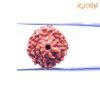 9 Mukhi Indonesian Rudraksha (18.81 Mm) 13 9 Mukhi Indonesian Rudraksha (18.81Mm)