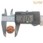 6-Mukhi-Rudraksha-Nepal-21.35-Mm-Op-C.jpg