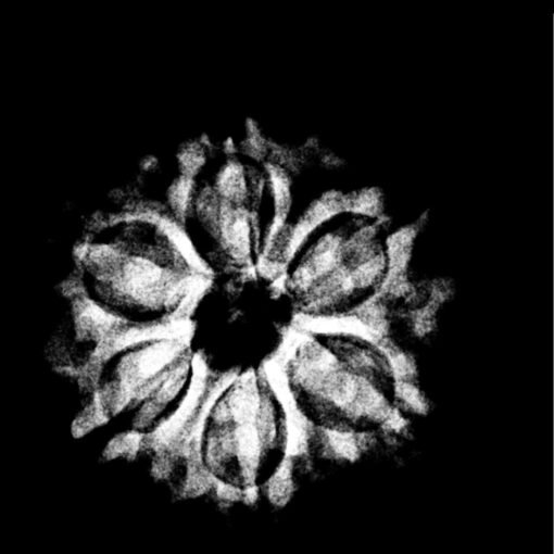 6 Mukhi Rudraksha Nepal ( 21.35 Mm) Op C