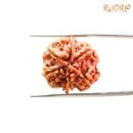 6 Mukhi Rudraksha Nepal (21.93 MM)