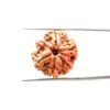 6 Mukhi Rudraksha Nepal (21.93 Mm)