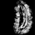 1 Mukhi Ruraksha 27.32 Mm