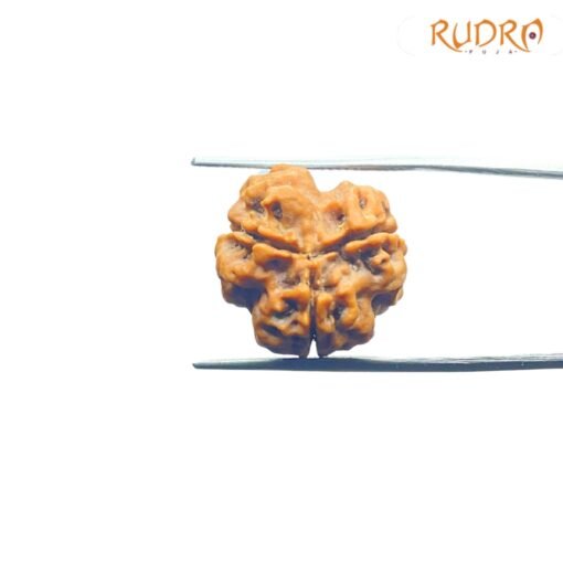 3 Mukhi Rudraksha Nepal ( 18.70 Mm )
