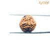 3 Mukhi Rudraksha Nepal ( 17.77 Mm ) 8 3-Mukhi-Nepal-Rudraksha-17.77-Mm-Lp-C.jpg 0