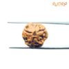3 Mukhi Rudraksha Nepal ( 17.77 Mm ) 9 3-Mukhi-Nepal-Rudraksha-17.77-Mm-Rp-C.jpg