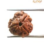 3 Mukhi Rudraksha Nepal ( 13.00 Mm )