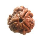 3 Mukhi Rudraksha Nepal ( 13.00 Mm )