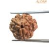 3 Mukhi Rudraksha Nepal ( 15.10 Mm ) 14 3 Mukhi Rudraksha Nepal ( 15.10 Mm )