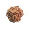 3 Mukhi Rudraksha Nepal ( 15.10 Mm ) 15 3 Mukhi Rudraksha Nepal ( 15.10 Mm )